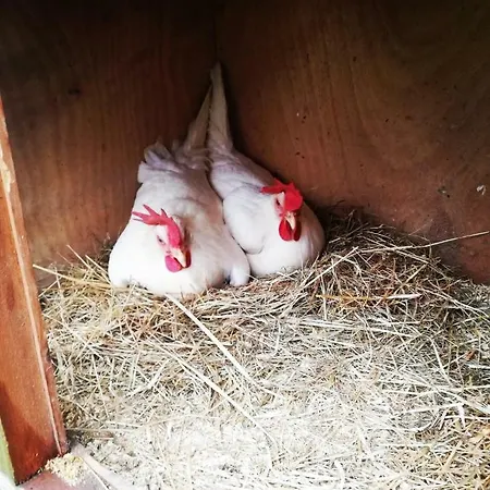 Πανσιόν Oberstockinghof 3*