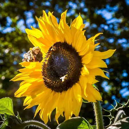 Oberstockinghof 3* Saalfelden