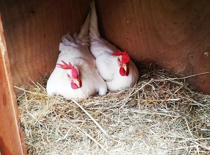 Guest house Oberstockinghof 3*