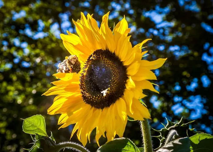 Oberstockinghof 3* Saalfelden